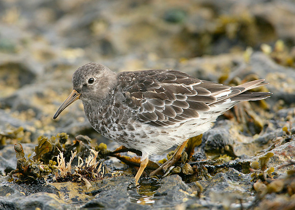 Purple Sandpiper Calidris maritima