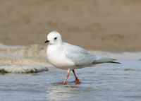 Ross's Gull Rhodostethia rosea