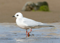 Ross's Gull Rhodostethia rosea