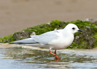 Ross's Gull Rhodostethia rosea
