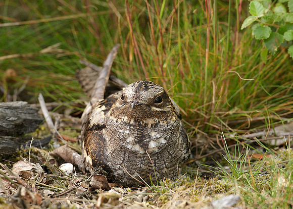 Nightjar Caprimulgus europaeus