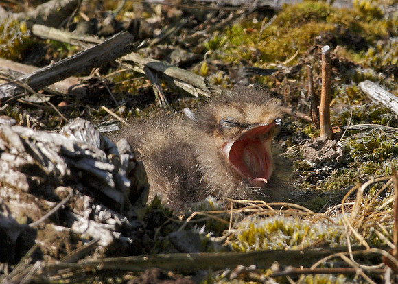 Nightjar Caprimulgus europaeus