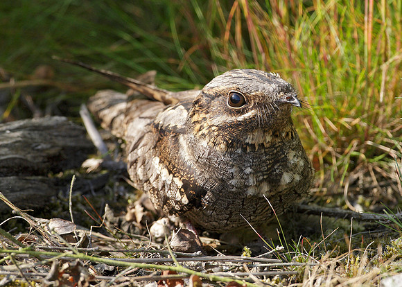 Nightjar Caprimulgus europaeus