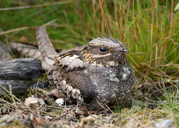 Nightjar Caprimulgus europaeus