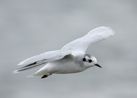Little Gull Larus minutus