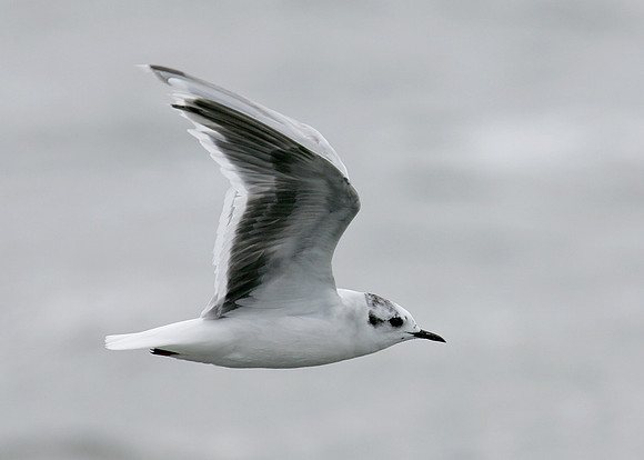 Little Gull Larus minutus