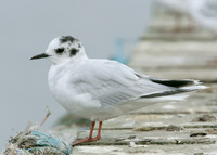 Little Gull Larus minutus
