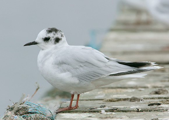 Little Gull Larus minutus