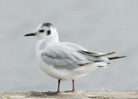 Little Gull Larus minutus