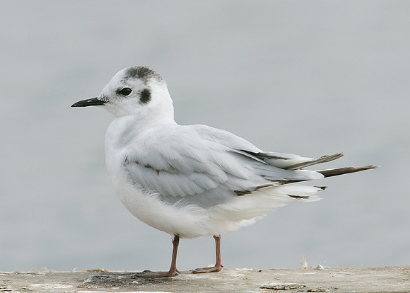 Little Gull Larus minutus