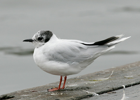 Little Gull Larus minutus