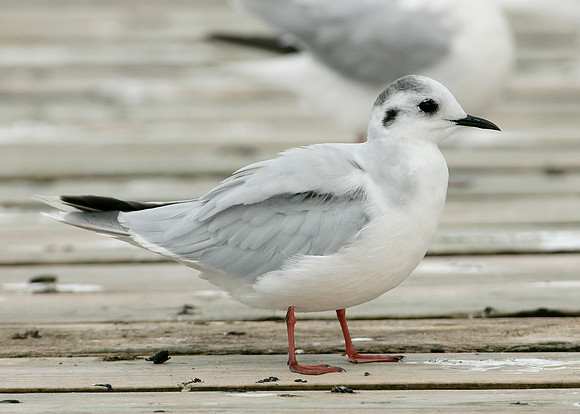 Little Gull Larus minutus