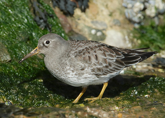 Purple Sandpiper Calidris maritima