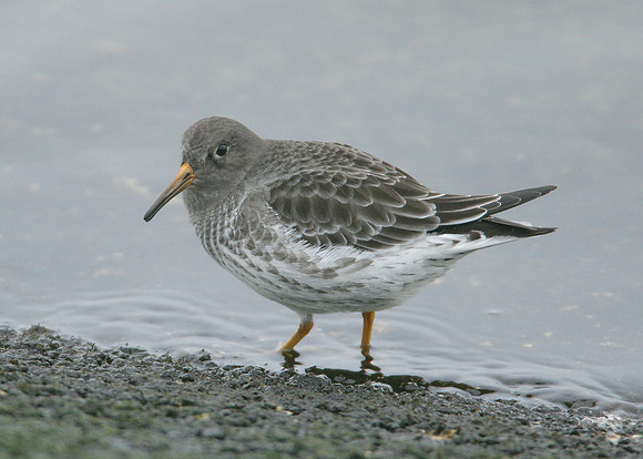 Purple Sandpiper Calidris maritima