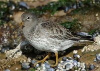 Purple Sandpiper Calidris maritima