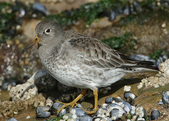 Purple Sandpiper Calidris maritima