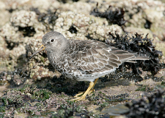 Purple Sandpiper Calidris maritima