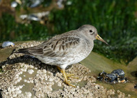 Purple Sandpiper Calidris maritima