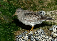 Purple Sandpiper Calidris maritima