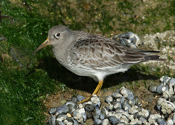 Purple Sandpiper Calidris maritima