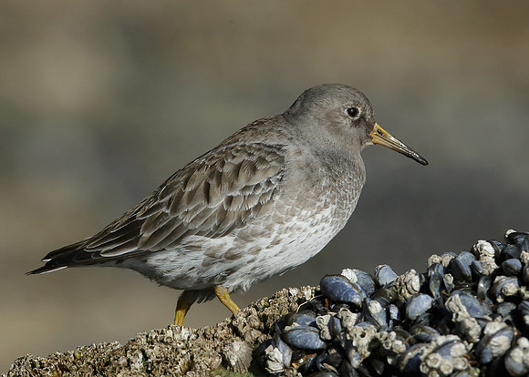 Purple Sandpiper Calidris maritima