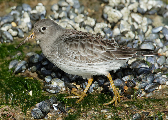 Purple Sandpiper Calidris maritima