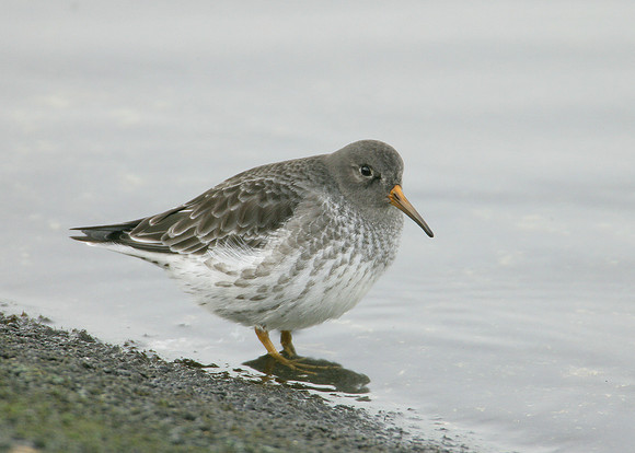 Purple Sandpiper Calidris maritima