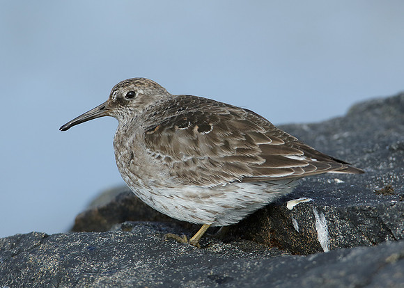 Purple Sandpiper Calidris maritima