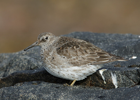 Purple Sandpiper Calidris maritima
