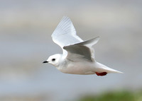 Ross's Gull Rhodostethia rosea
