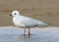 Ross's Gull Rhodostethia rosea