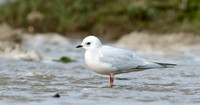 Ross's Gull Rhodostethia rosea