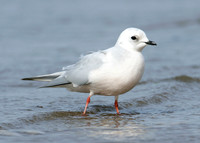 Ross's Gull Rhodostethia rosea