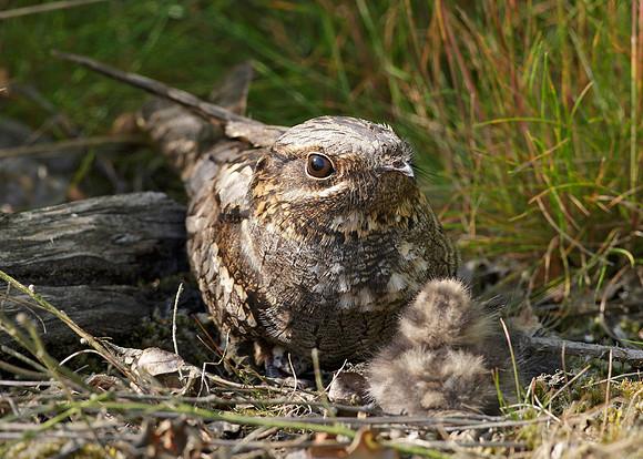 Nightjar Caprimulgus europaeus