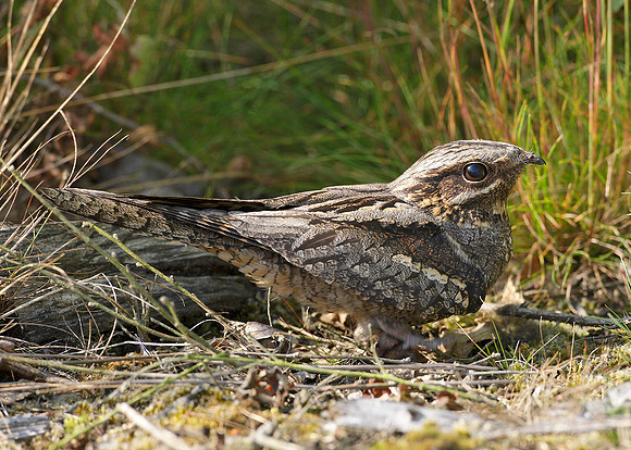 Nightjar Caprimulgus europaeus