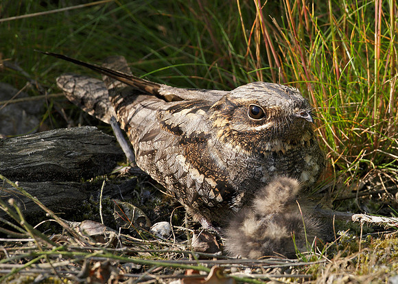 Nightjar Caprimulgus europaeus