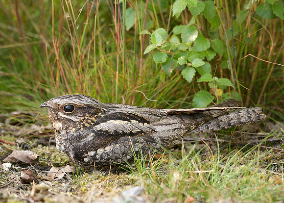 Nightjar Caprimulgus europaeus