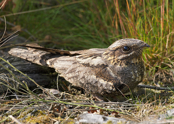 Nightjar Caprimulgus europaeus