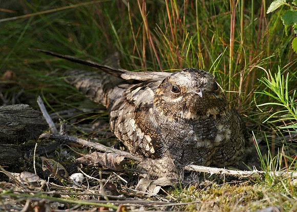 Nightjar Caprimulgus europaeus