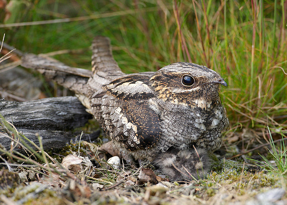 Nightjar Caprimulgus europaeus