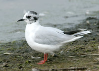 Little Gull Larus minutus
