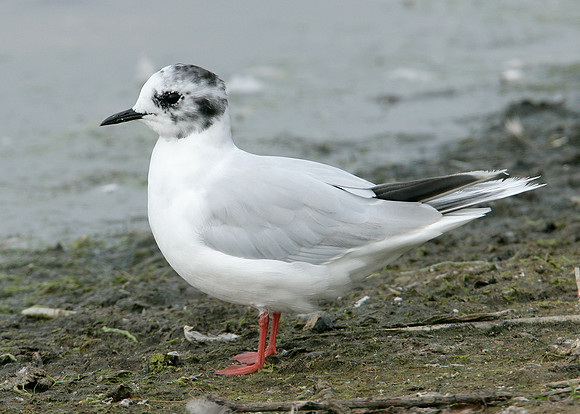 Little Gull Larus minutus