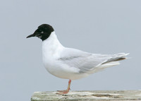 Little Gull Larus minutus
