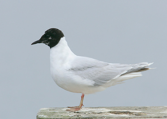 Little Gull Larus minutus