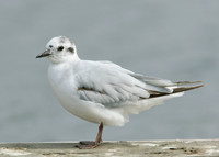 Little Gull Larus minutus