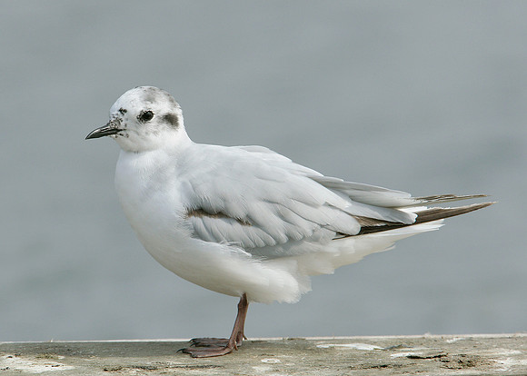 Little Gull Larus minutus