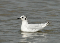 Little Gull Larus minutus