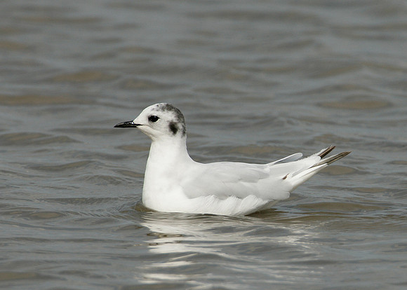 Little Gull Larus minutus
