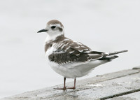 Little Gull Larus minutus