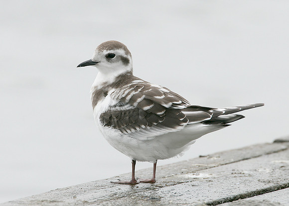 Little Gull Larus minutus